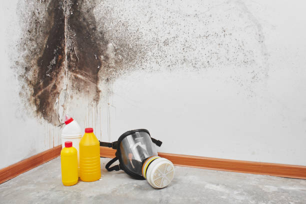 Best Basement Mold Remediation in Lacoste, TX
