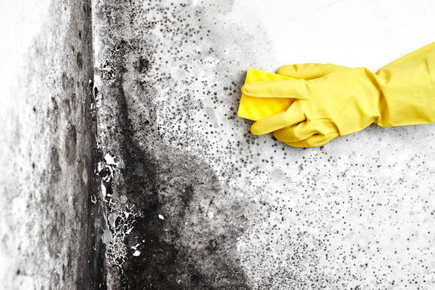Trusted Lacoste, TX Mold Remediation Experts
