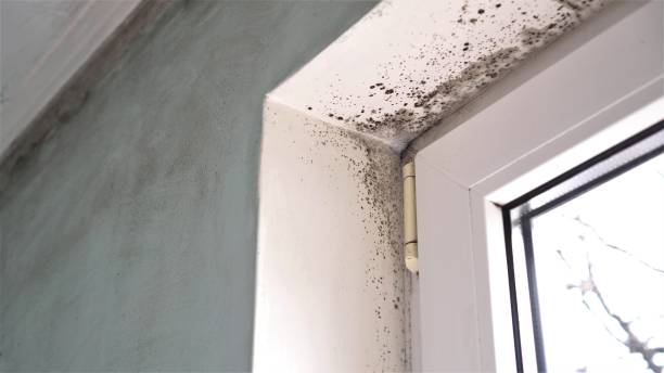 Best Mold Testing and Inspection Services in Lacoste, TX
