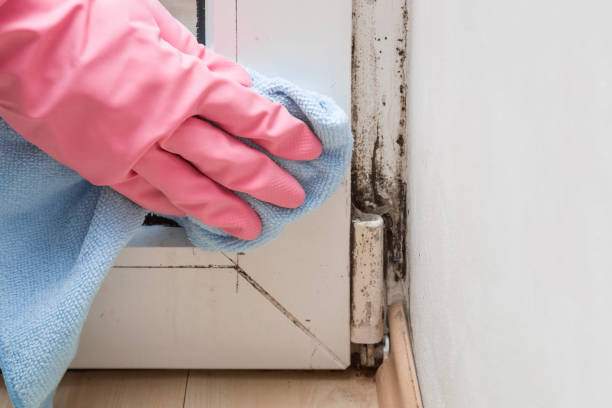 Best Residential Mold Remediation in Lacoste, TX